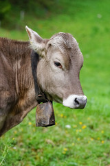 Portrait eines Braunviehrindes auf einer Bergwiese