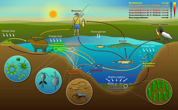 Ecossistema aqu&aacute;tico