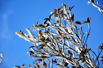 ice and leaf