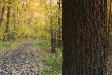 Fototapeta premium The path in the woods. Autumn forest. Golden autumn.