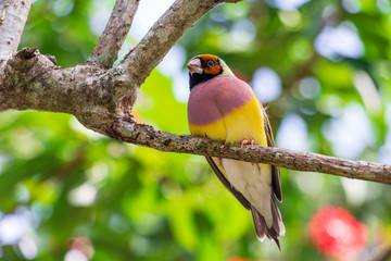Lady Gouldian finch (Erythrura gouldiae), female, perched on tree branch - Florida, USA