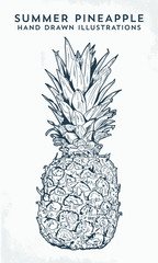 Hand Drawn Vector Illustration of a pineapple isolated on white. - Vector