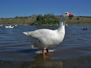 A goose in the water