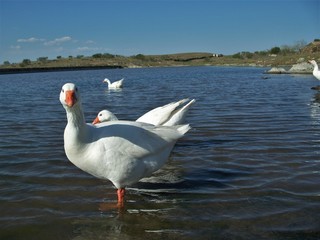 Flock of geese in the water