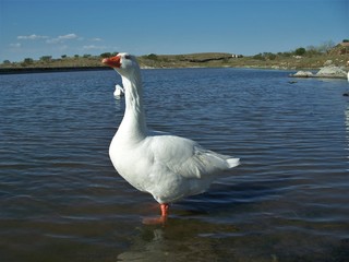 A goose in the water