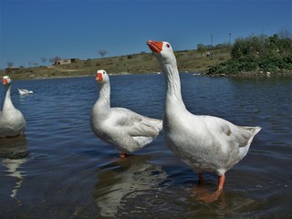 Two geese in the water