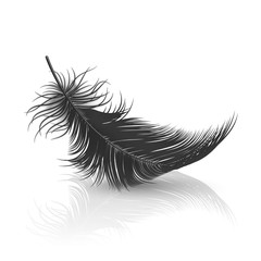 Vector 3d Realistic Falling Black Fluffy Twirled Feather with Reflection Closeup Isolated on White Background. Design Template, Clipart of Angel or Detailed Bird Quill, Nib