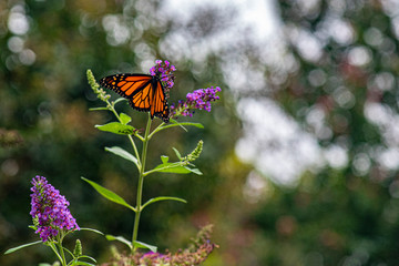 Monarch Buttery on Butterfly Bush
