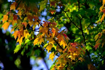 Yellow Green Red Leaves