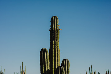 Saguaro Mexicano 