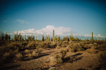 Saguaro Mexicano 