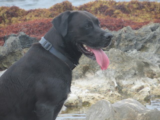 Un beau chien noir croisé labrador