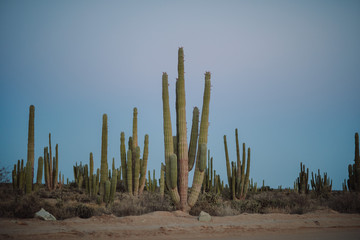 Saguaro Mexicano 