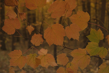 Autumn background with colorful foliage. Fallen autumn leaves. Yellow leaves on the ground.
