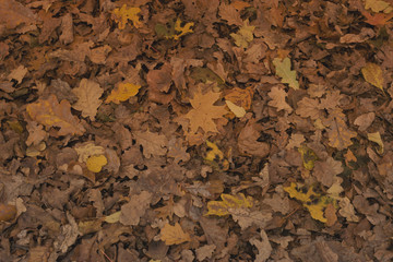 Autumn background with colorful foliage. Fallen autumn leaves. Yellow leaves on the ground.