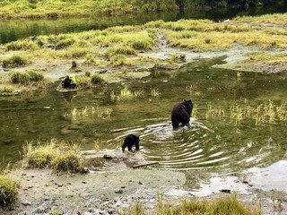 Mother bear together with small cub is crossing the river. 