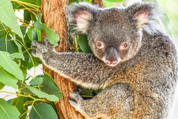 Koala