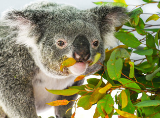 Koala
