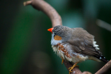 Birds in captivity and wild birds in United Kingdom