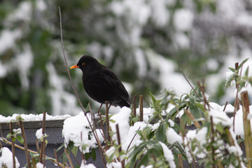 Fototapeta premium Birds in captivity and wild birds in United Kingdom