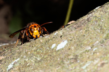 Picture giant hornet (Vespa crabro) Real Asian wasp,Originated in East Asia and the tropics. They like to live in mountains and low forests.