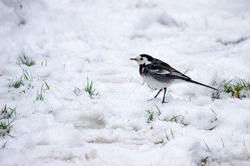 Birds in captivity and wild birds in United Kingdom