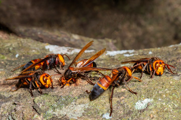 Picture giant hornet (Vespa crabro) Real Asian wasp,Originated in East Asia and the tropics. They like to live in mountains and low forests.