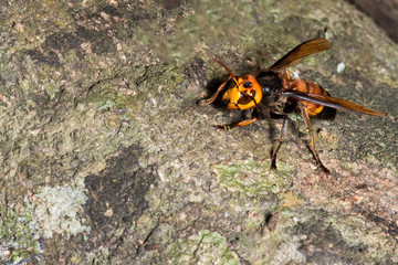 Picture giant hornet (Vespa crabro) Real Asian wasp,Originated in East Asia and the tropics. They like to live in mountains and low forests.