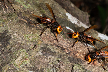Picture giant hornet (Vespa crabro) Real Asian wasp,Originated in East Asia and the tropics. They like to live in mountains and low forests.