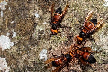 Picture giant hornet (Vespa crabro) Real Asian wasp,Originated in East Asia and the tropics. They like to live in mountains and low forests.