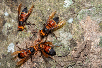 Picture giant hornet (Vespa crabro) Real Asian wasp,Originated in East Asia and the tropics. They...
