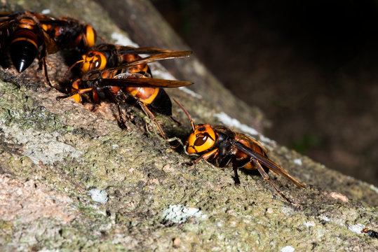 Picture giant hornet (Vespa crabro) Real Asian wasp,Originated in East Asia and the tropics. They like to live in mountains and low forests.