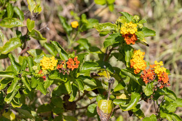 Wildflower Lantana Camara Florida Beach