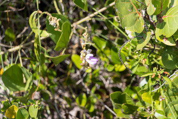 Purple Railroad Wild Flower at the Beach