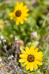 Florida Beach Wild Sunflower Closeup