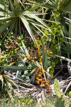 Saw Palmetto Berries At Florida Beach