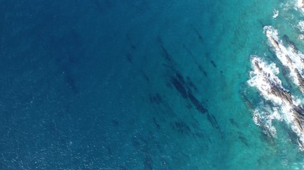 whimsical forms of nature