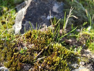 moss on tree