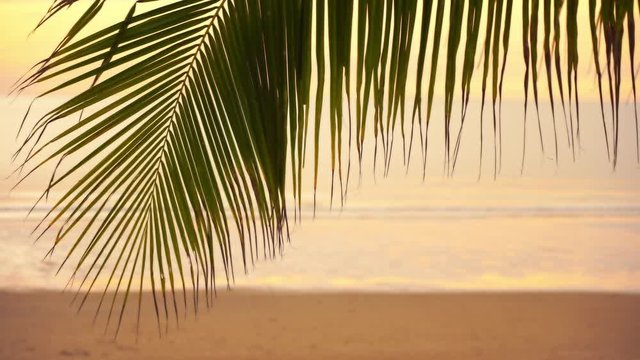 Close up on palm leaf waving gently, golden beach and sea in background