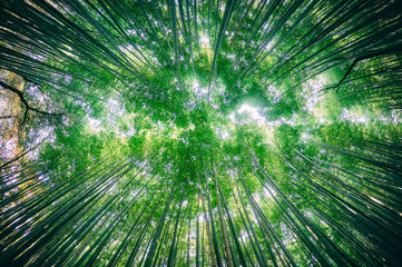 Fototapeta na wymiar bosque de bambú en Japón
