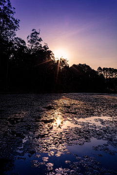 P&ocirc;r-do-sol sobre floresta com reflexo em lago repleto de Ninfeias