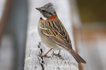 Colorfull Bird