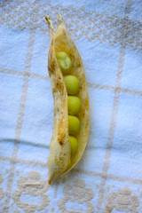 A pea pod lies on a tablecloth. Disclosed. One pea in the form of a funny face. What a harvest!...