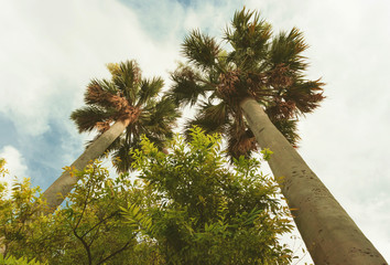 Coconut palm trees seen from below. Botanical garden of Valencia. Cocos Nucifera