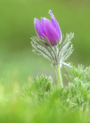 Pasque flower (Pulsatilla vulgaris)