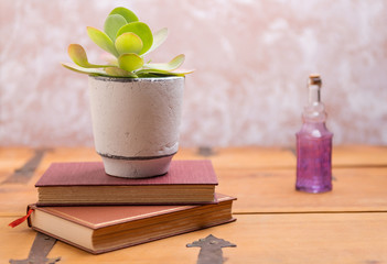 Succulent in white pot on books on wooden table