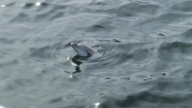 Wild Dolphin