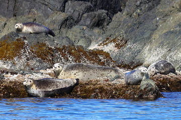 Seals (spotted seal, largha seal, Phoca largha) laying on coastal rocks. Wild spotted seal sanctuary. Calm blue sea, wild marine mammals in natural habitat.