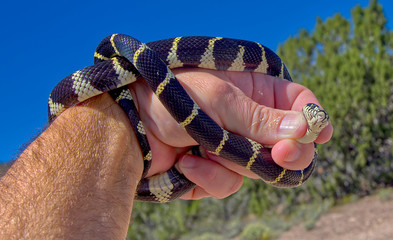 Lampropeltis Getula, also called the Common Kingsnake. This one is native to the Prescott area of Arizona. It is not venomous or dangerous to humans.