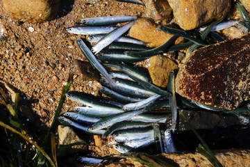 Alive fishes on sandy beach closeup. Japanese anchovy fishes Engraulis japonicus throwing themselves up on a sandy beach. Background, wallpaper for illustration of environment problems.